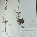 Isodon lophanthoides その他の提案
