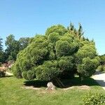 Cryptomeria japonicaLiść