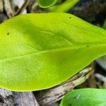 Alternanthera ficoidea Leaf