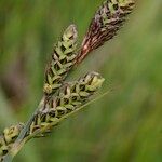 Carex hartmaniorum Hedelmä