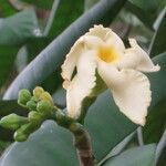 Tabernaemontana pachysiphon Floare