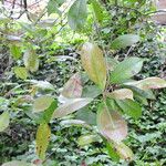 Photinia glabraLeaf