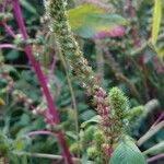 Amaranthus hybridus 花