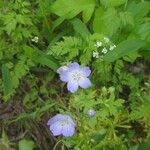 Nemophila phacelioides Цвят