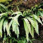 Asplenium viride Yeri