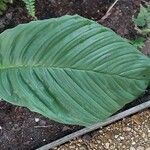 Tacca chantrieri Leaf