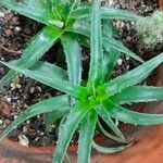 Dyckia brevifolia Лист