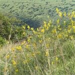 Crotalaria laburnifolia عادت