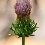 Cirsium andersonii Flor