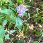 Gentiana andrewsii Blatt