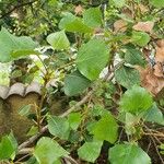 Populus x canadensis Frunză
