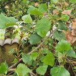 Populus x canadensis Fuelha