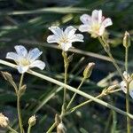 Eremogone capillaris Flor