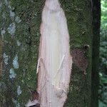 Pterocarpus soyauxii Kéreg/szár
