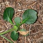 Moneses uniflora Leaf