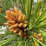 Pinus halepensis Cvet