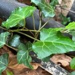 Hedera hibernica पत्ता