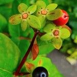 Hypericum androsaemum Fruit
