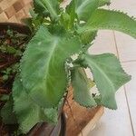 Kalanchoe laetivirens برگ