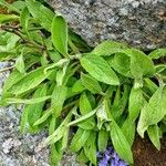 Digitalis thapsi Leaf