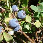 Vaccinium uliginosum Плід