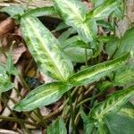 Syngonium angustatum Blatt