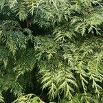 Thuja koraiensis पत्ता