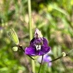 Salvia candelabrum फूल