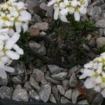 Iberis carnosa Flor