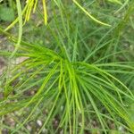 Amsonia ciliata Leaf