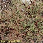 Euphorbia glyptosperma Συνήθη χαρακτηριστικά