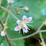 Saxifraga hirsuta Flor