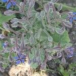 Borago officinalisFlower