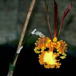 Psychopsis krameriana Flower