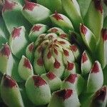 Sempervivum calcareum Blad