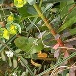 Euphorbia portlandica Žievė