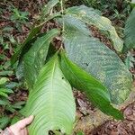 Quiina macrophylla Frunză