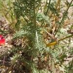 Achillea crithmifolia Leaf