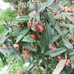 Pyracantha koidzumii Frucht