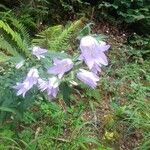 Campanula tracheliumЦвят