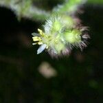 Leandra grandifolia Květ
