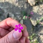 Saponaria calabrica Flower