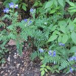 Polemonium foliosissimum Habitat