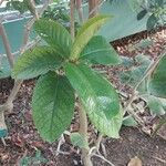 Ficus tequendamae Leaf