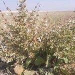 Salvia spinosa Otro