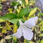 Trillium grandiflorum Λουλούδι
