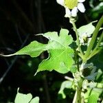 Montanoa hibiscifolia Frunză