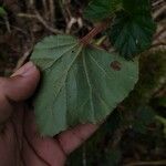 Begonia fischeri Кара