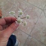 Oenanthe silaifolia Květ