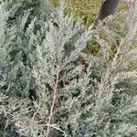 Juniperus scopulorum 叶